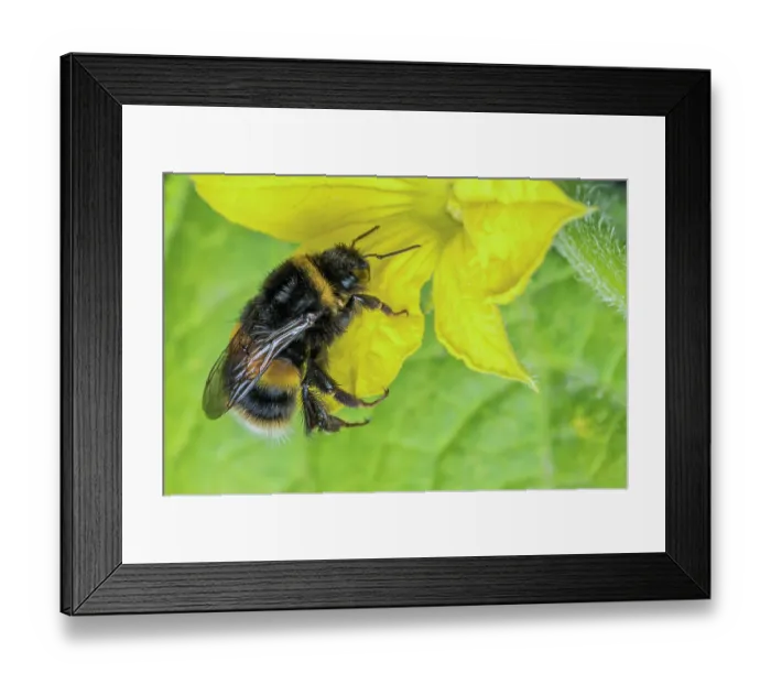Framed Print : Buff-tailed bumblebee (Bombus terrestris) nectaring on Cucumber (Cucumis sativus) flower, Monmouthshire, Wales, UK Framed Print : Buff-tailed bumblebee (Bombus terrestris) nectaring on Cucumber (Cucumis sativus) flower, Monmouthshire, Wales, UK