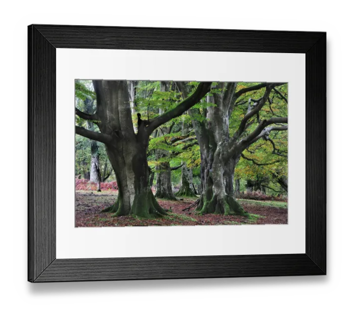 Framed Print : Beech trees (Fagus sylvatica) in woodland, Bolderwood Ornamental Drive, New Forest National Park, Hampshire, November Framed Print : Beech trees (Fagus sylvatica) in woodland, Bolderwood Ornamental Drive, New Forest National Park, Hampshire, November