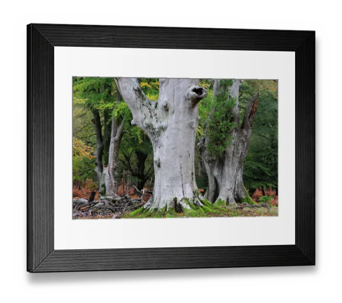 Framed Print : Beech trees (Fagus sylvatica) in woodland, Bolderwood Ornamental Drive, New Forest National Park, Hampshire, November Framed Print : Beech trees (Fagus sylvatica) in woodland, Bolderwood Ornamental Drive, New Forest National Park, Hampshire, November