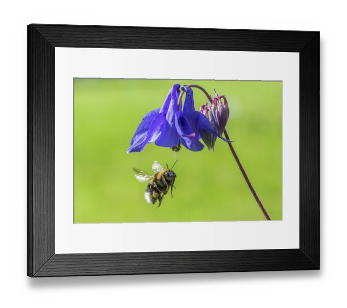 Framed Print : Garden bumblebee (Bombus hortorum) male, in flight approaching Columbine (Aquilegia vulgaris) flower, Monmouthshire, Wales, UK Framed Print : Garden bumblebee (Bombus hortorum) male, in flight approaching Columbine (Aquilegia vulgaris) flower, Monmouthshire, Wales, UK