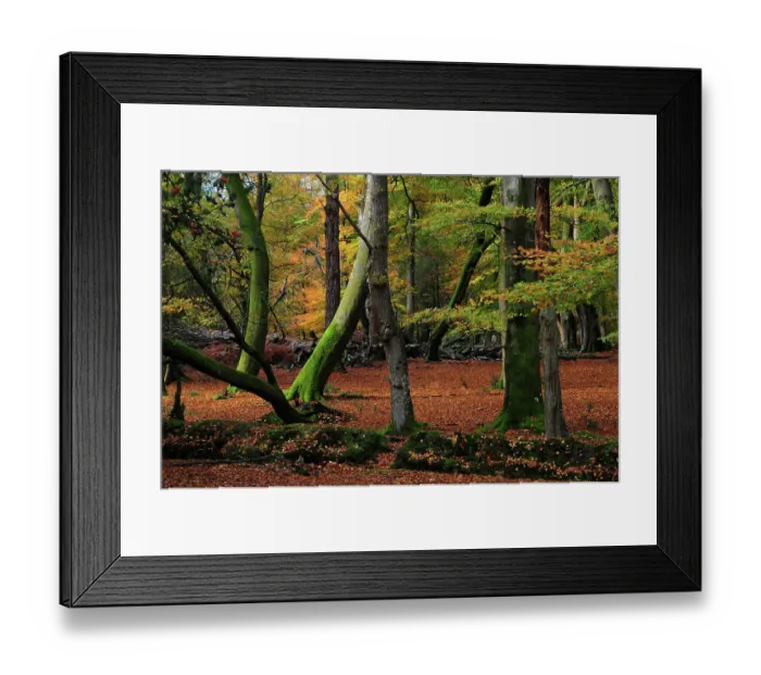 Framed Print : Autumn trees in Acres Down Woodland, Emery Down, New Forest National Park, Hampshire, UK, November Framed Print : Autumn trees in Acres Down Woodland, Emery Down, New Forest National Park, Hampshire, UK, November