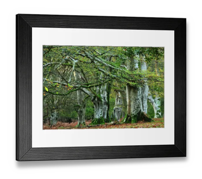 Framed Print : Beech trees (Fagus sylvatica) in woodland, Bolderwood Ornamental Drive, New Forest National Park, Hampshire, November Framed Print : Beech trees (Fagus sylvatica) in woodland, Bolderwood Ornamental Drive, New Forest National Park, Hampshire, November