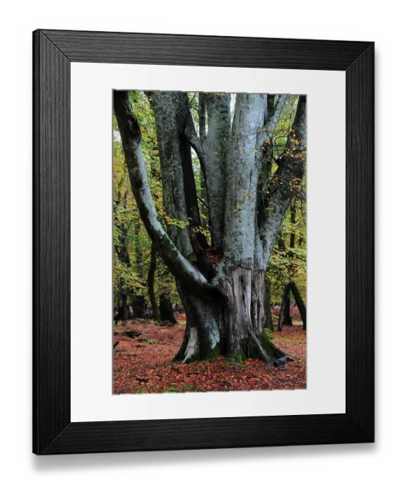 Framed Print : Beech tree (Fagus sylvatica) in woodland, Bolderwood Ornamental Drive, New Forest National Park, Hampshire, November Framed Print : Beech tree (Fagus sylvatica) in woodland, Bolderwood Ornamental Drive, New Forest National Park, Hampshire, November