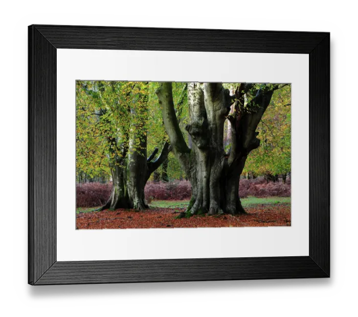 Framed Print : Beech trees (Fagus sylvatica) in woodland, Bolderwood Ornamental Drive, New Forest National Park, Hampshire, November Framed Print : Beech trees (Fagus sylvatica) in woodland, Bolderwood Ornamental Drive, New Forest National Park, Hampshire, November