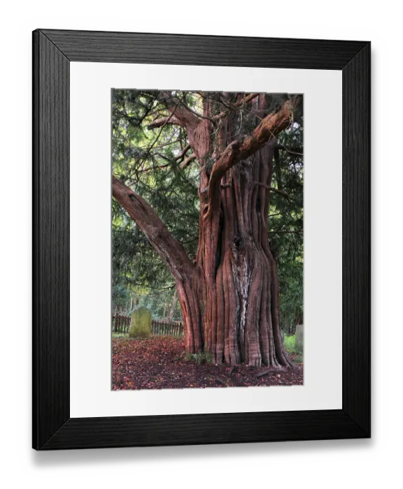 Framed Print : Trunk of Yew tree (Taxus baccata) in St.Nicholas churchyard, Brockenhurst, Hampshire, UK, November. Tree is thought to be at least a thousand years old Framed Print : Trunk of Yew tree (Taxus baccata) in St.Nicholas churchyard, Brockenhurst, Hampshire, UK, November. Tree is thought to be at least a thousand years old