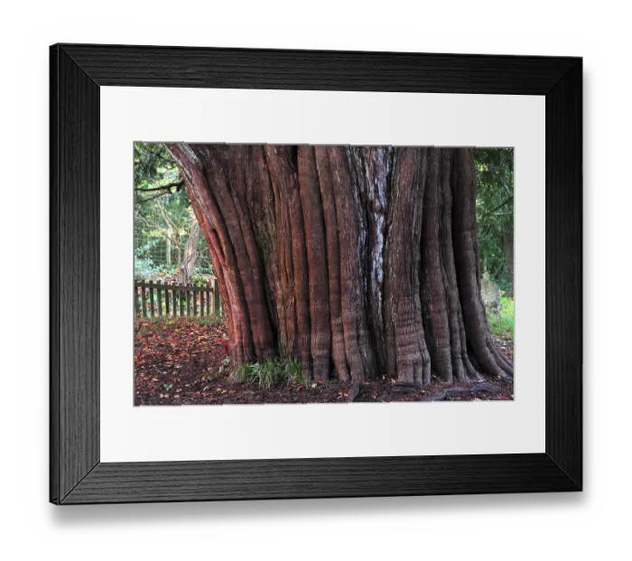 Framed Print : Trunk of Yew tree (Taxus baccata) in St.Nicholas churchyard, Brockenhurst, Hampshire, UK, November. Tree is thought to be at least a thousand years old