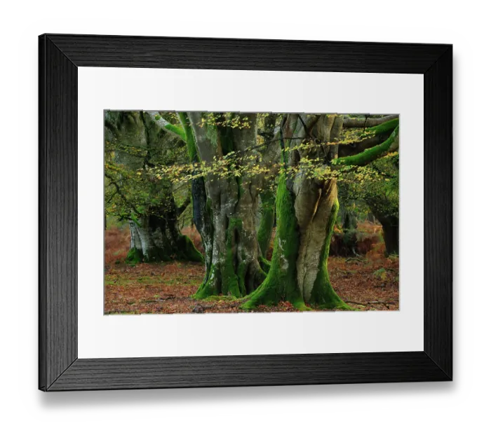 Framed Print : Beech trees (Fagus sylvatica) in woodland, Bolderwood Ornamental Drive, New Forest National Park, Hampshire, November Framed Print : Beech trees (Fagus sylvatica) in woodland, Bolderwood Ornamental Drive, New Forest National Park, Hampshire, November