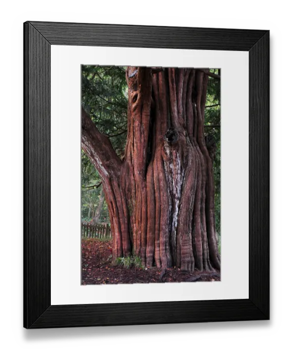 Framed Print : Trunk of Yew tree (Taxus baccata) in St.Nicholas churchyard, Brockenhurst, Hampshire, UK, November. Tree is thought to be at least a thousand years old Framed Print : Trunk of Yew tree (Taxus baccata) in St.Nicholas churchyard, Brockenhurst, Hampshire, UK, November. Tree is thought to be at least a thousand years old