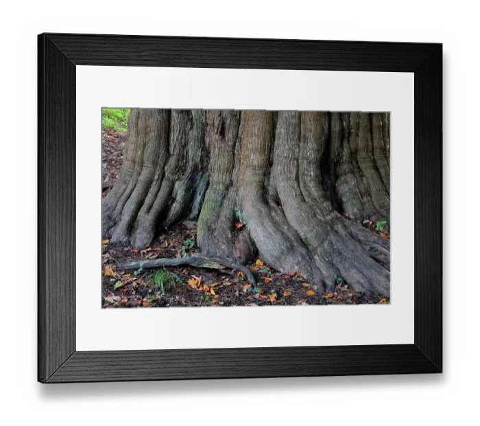 Framed Print : Roots of Yew tree (Taxus baccata) in St.Nicholas churchyard, Brockenhurst, Hampshire, UK, November. Tree is thought to be at least a thousand years old Framed Print : Roots of Yew tree (Taxus baccata) in St.Nicholas churchyard, Brockenhurst, Hampshire, UK, November. Tree is thought to be at least a thousand years old