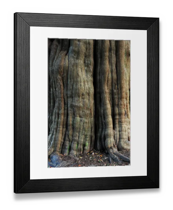 Framed Print : Trunk of Yew tree (Taxus baccata) in St.Nicholas churchyard, Brockenhurst, Hampshire, UK, November. Tree is thought to be at least a thousand years old Framed Print : Trunk of Yew tree (Taxus baccata) in St.Nicholas churchyard, Brockenhurst, Hampshire, UK, November. Tree is thought to be at least a thousand years old