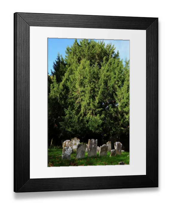 Framed Print : Yew tree (Taxus baccata) with graves, St.Nicholas churchyard, Brockenhurst, Hampshire, UK, November. Tree is thought to be at least a thousand years old Framed Print : Yew tree (Taxus baccata) with graves, St.Nicholas churchyard, Brockenhurst, Hampshire, UK, November. Tree is thought to be at least a thousand years old