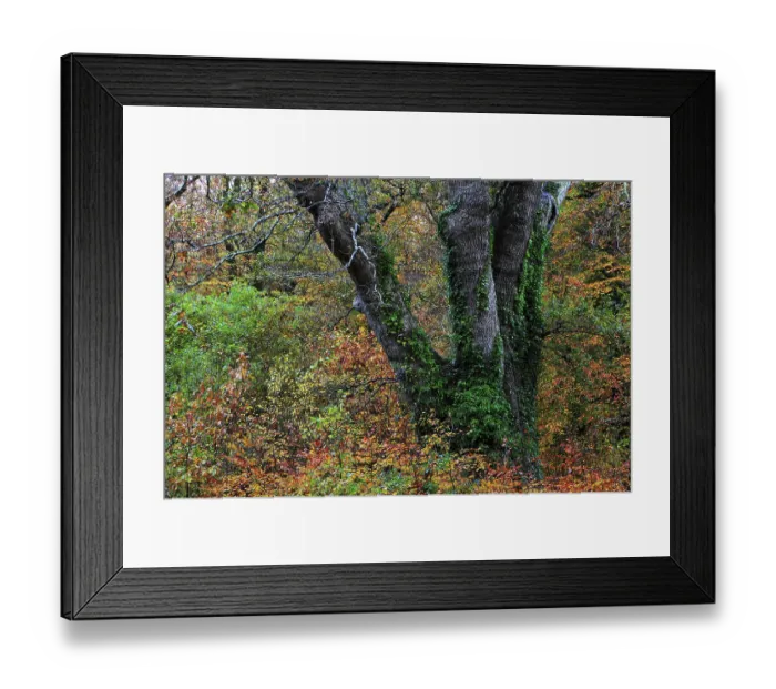 Framed Print : The Knightwood Oak (Quercus robur), New Forest, Hampshire, November Framed Print : The Knightwood Oak (Quercus robur), New Forest, Hampshire, November