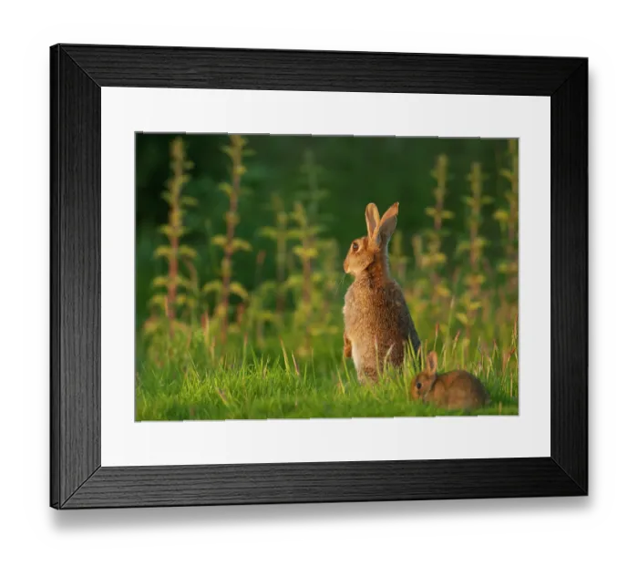 Framed Print : Rabbit (Oryctolagus cuniculus) female, sitting upright, alert, with infant feeding on grass close by, Norfolk, UK. June Framed Print : Rabbit (Oryctolagus cuniculus) female, sitting upright, alert, with infant feeding on grass close by, Norfolk, UK. June