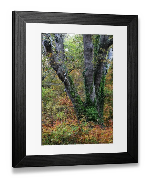 Framed Print : The Knightwood Oak (Quercus robur), New Forest National Park, Hampshire, UK, November Framed Print : The Knightwood Oak (Quercus robur), New Forest National Park, Hampshire, UK, November