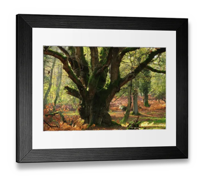 Framed Print : Ancient Oak tree (Quercus robur) in forest, South Oakley enclosure, New Forest National Park, Hampshire, UK, November Framed Print : Ancient Oak tree (Quercus robur) in forest, South Oakley enclosure, New Forest National Park, Hampshire, UK, November