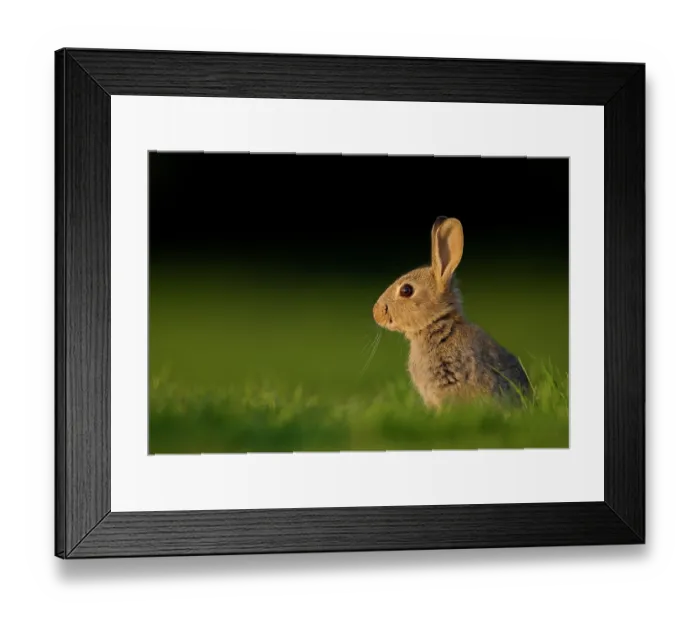 Framed Print : Rabbit (Oryctolagus cuniculus) juvenile, sitting alert in field in evening light, Norfolk, UK. May Framed Print : Rabbit (Oryctolagus cuniculus) juvenile, sitting alert in field in evening light, Norfolk, UK. May