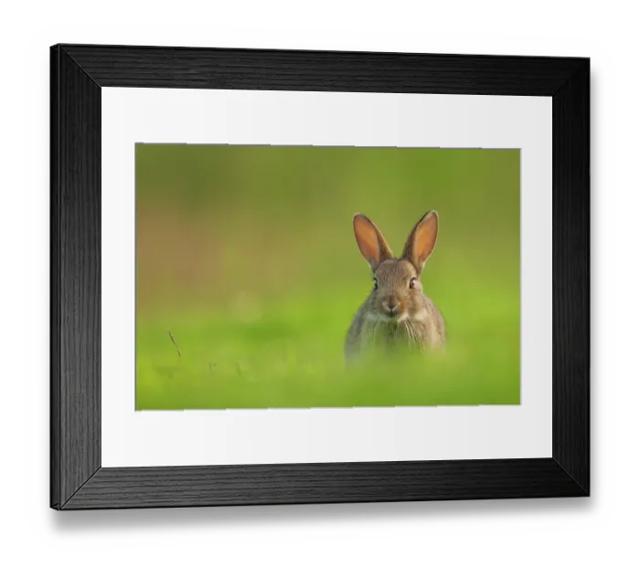 Framed Print : Rabbit (Oryctolagus cuniculus) sub-adult, sitting in open grassland, Norfolk, UK. June Framed Print : Rabbit (Oryctolagus cuniculus) sub-adult, sitting in open grassland, Norfolk, UK. June