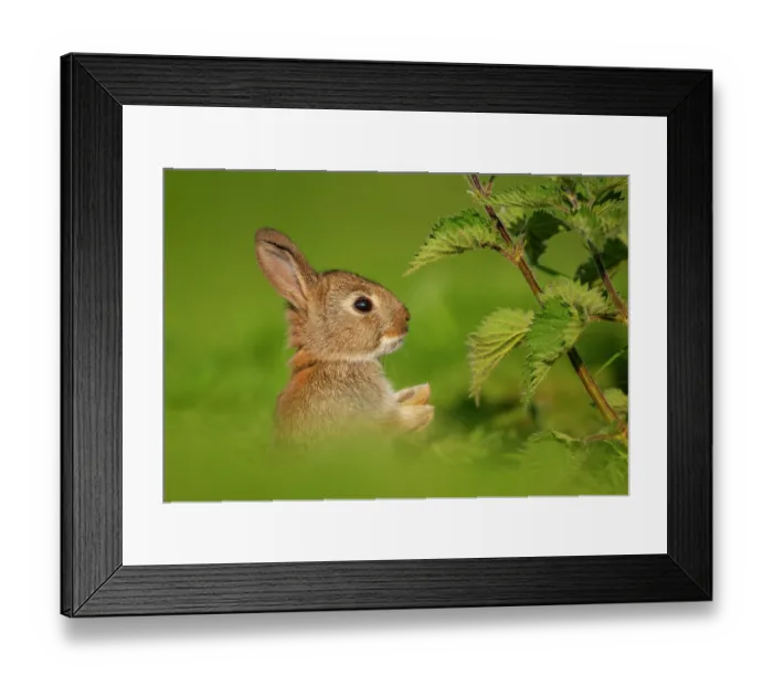 Framed Print : Rabbit (Oryctolagus cuniculus) juvenile, sitting upright next to Nettles (Urtica dioica), Norfolk, UK. May Framed Print : Rabbit (Oryctolagus cuniculus) juvenile, sitting upright next to Nettles (Urtica dioica), Norfolk, UK. May