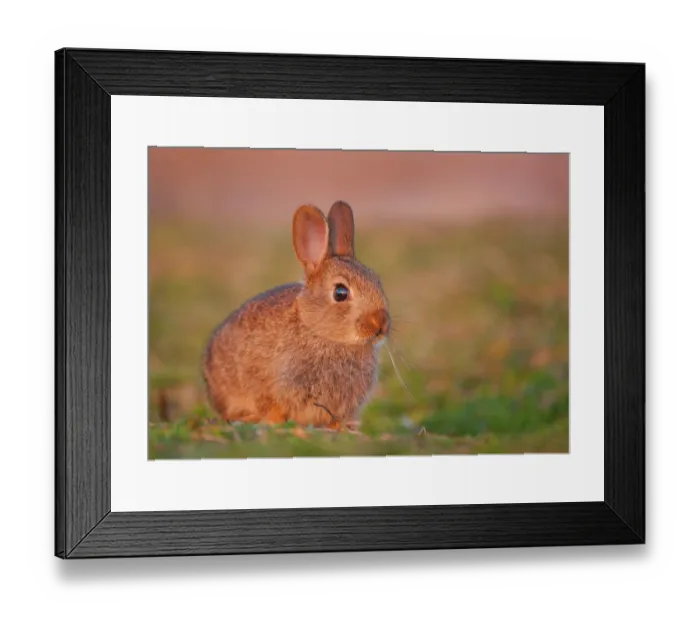 Framed Print : Rabbit (Oryctolagus cuniculus) juvenile, sitting in evening sun close to the warren, Isle of Lewis, Outer Hebrides, UK. July