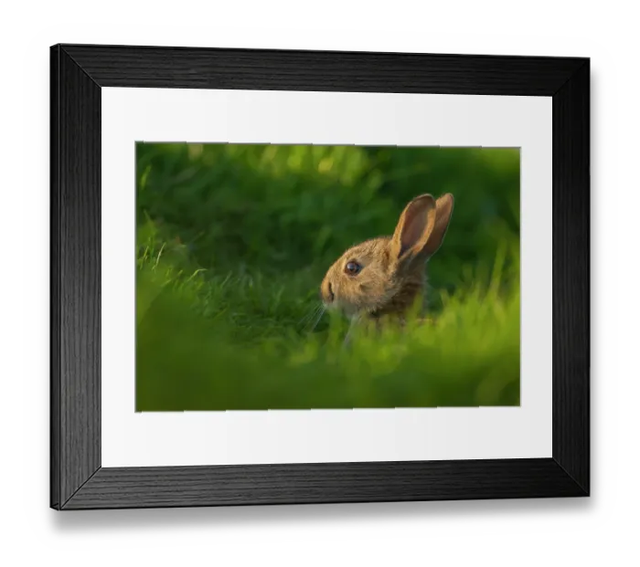 Framed Print : Rabbit (Oryctolagus cuniculus) juvenile, sitting alert near the warren, Norfolk, UK. May Framed Print : Rabbit (Oryctolagus cuniculus) juvenile, sitting alert near the warren, Norfolk, UK. May