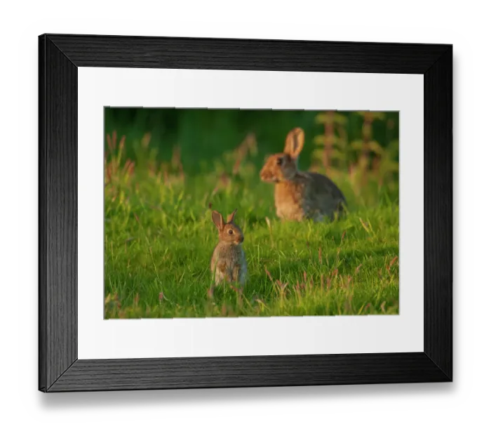 Framed Print : Rabbit (Oryctolagus cuniculus) juvenile, sitting upright in grassland with adult behind, Norfolk, UK. June Framed Print : Rabbit (Oryctolagus cuniculus) juvenile, sitting upright in grassland with adult behind, Norfolk, UK. June