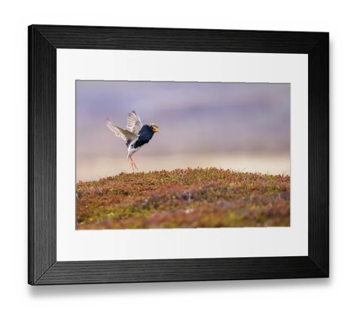 Framed Print : RF - Ruff (Philomachus pugnax) male, displaying at lek site, Varanger Peninsula, Finnmark, Norway. June. (This image may be licensed either as rights managed or royalty free.)