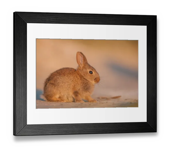 Framed Print : Rabbit (Oryctolagus cuniculus) juvenile, sitting on a sandy track, basking in evening sun, Isle of Lewis, Outer Hebrides, Scotland, UK. July Framed Print : Rabbit (Oryctolagus cuniculus) juvenile, sitting on a sandy track, basking in evening sun, Isle of Lewis, Outer Hebrides, Scotland, UK. July