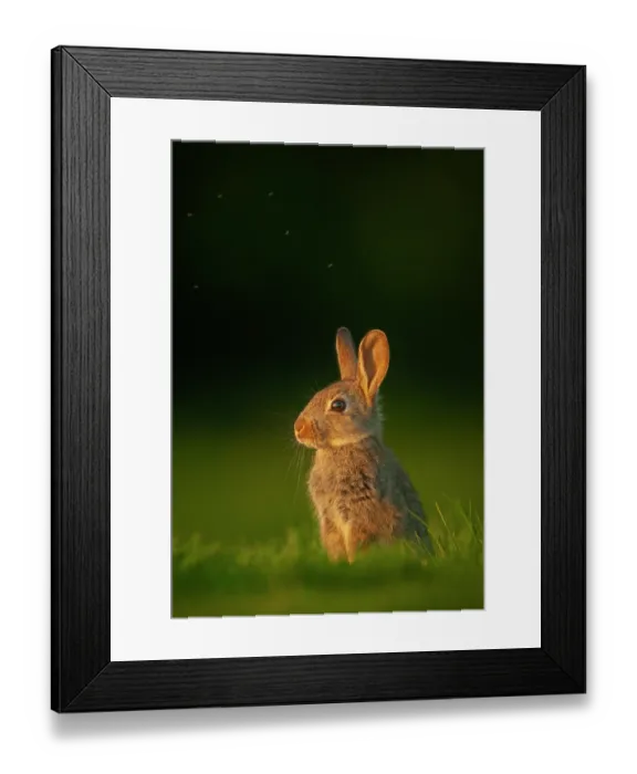 Framed Print : Rabbit (Oryctolagus cuniculus) juvenile, sitting alert in evening light, Norfolk, UK. May Framed Print : Rabbit (Oryctolagus cuniculus) juvenile, sitting alert in evening light, Norfolk, UK. May