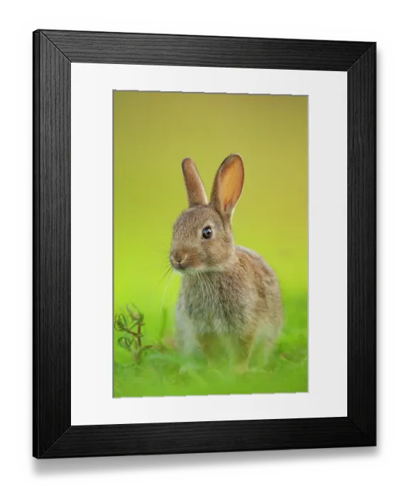Framed Print : Rabbit (Oryctolagus cuniculus) juvenile, portrait, Norfolk, UK. June