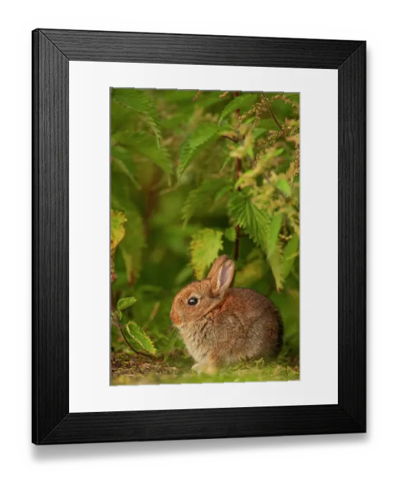 Framed Print : Rabbit (Oryctolagus cuniculus) juvenile, sitting under nettles Norfolk, UK. June. June Framed Print : Rabbit (Oryctolagus cuniculus) juvenile, sitting under nettles Norfolk, UK. June. June