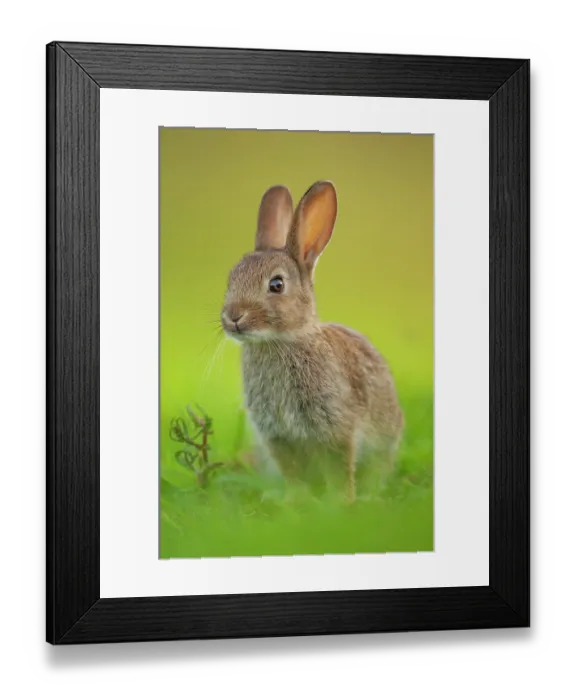 Framed Print : Rabbit (Oryctolagus cuniculus) juvenile, portrait, Norfolk, UK. June Framed Print : Rabbit (Oryctolagus cuniculus) juvenile, portrait, Norfolk, UK. June