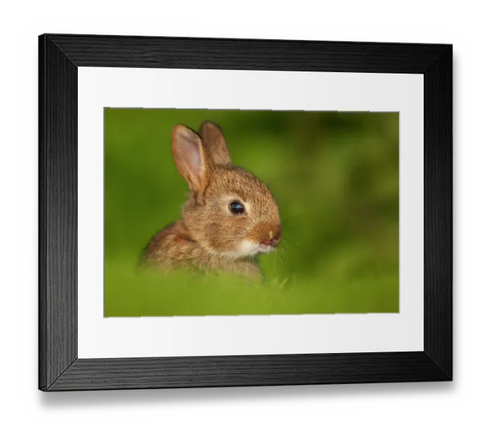 Framed Print : Rabbit (Oryctolagus cuniculus) juvenile, with tongue poking out, head portrait, Norfolk, UK. May Framed Print : Rabbit (Oryctolagus cuniculus) juvenile, with tongue poking out, head portrait, Norfolk, UK. May