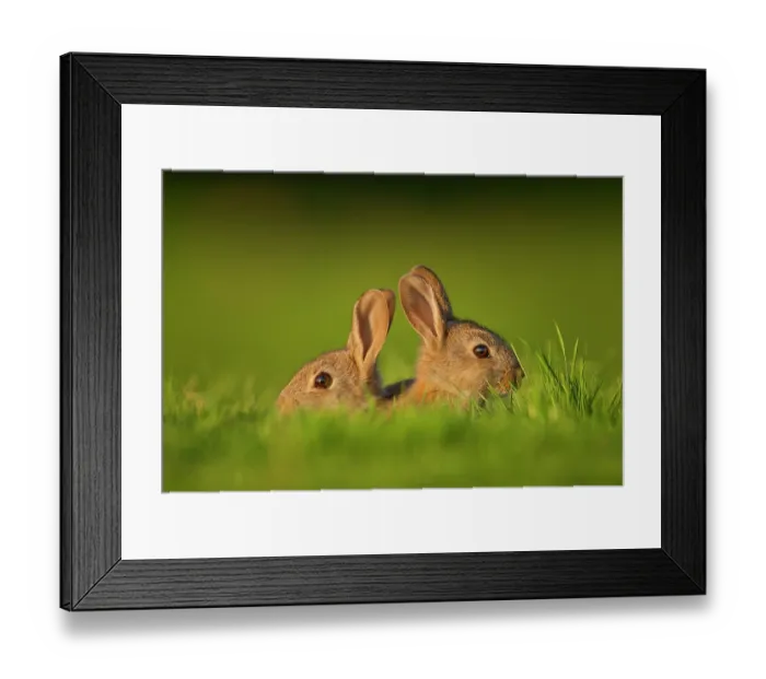 Framed Print : Two Rabbits (Oryctolagus cuniculus) juveniles, sitting in field close to the warren in evening light, Norfolk, UK. May Framed Print : Two Rabbits (Oryctolagus cuniculus) juveniles, sitting in field close to the warren in evening light, Norfolk, UK. May