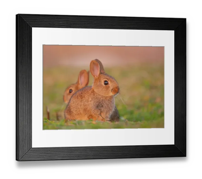Framed Print : Two Rabbits (Oryctolagus cuniculus) juveniles, sitting in field close to the warren in evening light, Isle of Lewis, Outer Hebrides, UK.July Framed Print : Two Rabbits (Oryctolagus cuniculus) juveniles, sitting in field close to the warren in evening light, Isle of Lewis, Outer Hebrides, UK.July