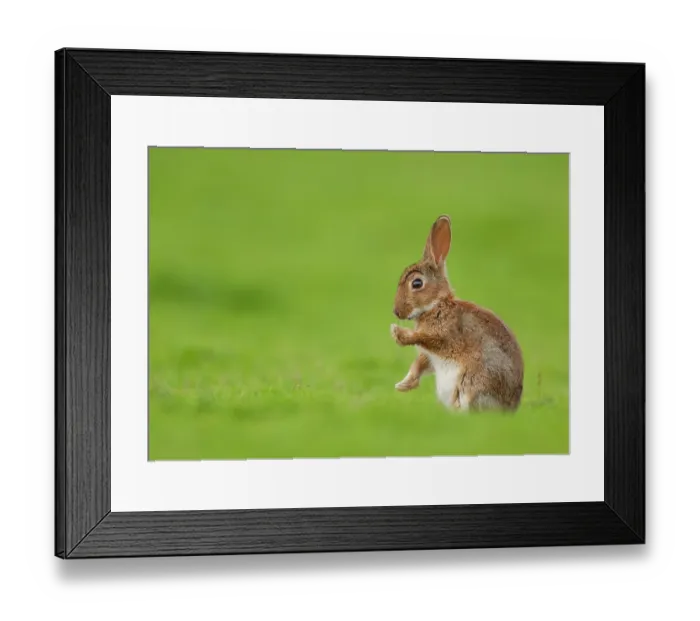 Framed Print : Rabbit (Oryctolagus cuniculus) juvenile, sitting in field with front paws raised, Norfolk, UK. June Framed Print : Rabbit (Oryctolagus cuniculus) juvenile, sitting in field with front paws raised, Norfolk, UK. June