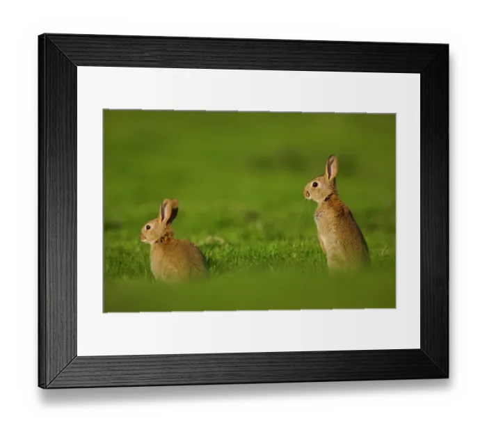 Framed Print : Two Rabbits (Oryctolagus cuniculus) sub-adults, sitting alert close to the warren, Norfolk, UK. May Framed Print : Two Rabbits (Oryctolagus cuniculus) sub-adults, sitting alert close to the warren, Norfolk, UK. May