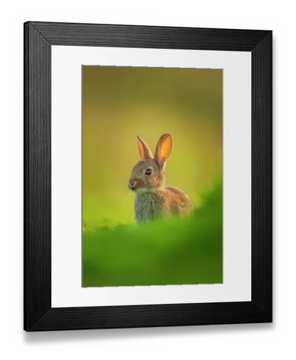 Framed Print : Rabbit (Oryctolagus cuniculus) juvenile, emerging cautiously from the warren in evening light, Norfolk, UK. June
