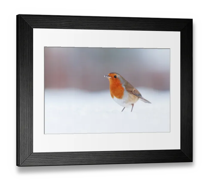 Framed Print : Robin (Erithacus rubecula) standing in snow, Bradworthy, Devon, UK, December Framed Print : Robin (Erithacus rubecula) standing in snow, Bradworthy, Devon, UK, December