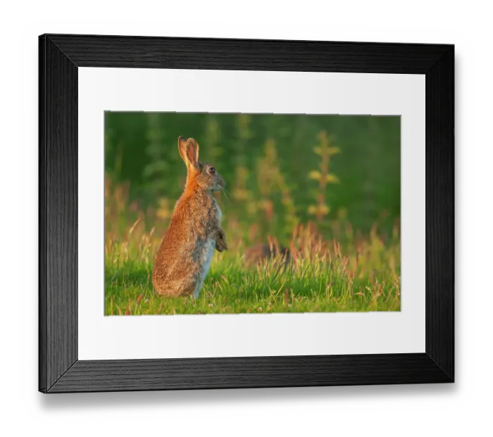 Framed Print : Rabbit (Oryctolagus cuniculus) sitting upright, alert, in field, Norfolk, UK. June Framed Print : Rabbit (Oryctolagus cuniculus) sitting upright, alert, in field, Norfolk, UK. June