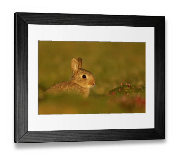 Framed Print : Rabbit (Oryctolagus cuniculus) infant, aged 6 weeks, sitting in evening sunlight not far from the burrow, Fair Isle, Shetland Isles, Scotland, UK. May Framed Print : Rabbit (Oryctolagus cuniculus) infant, aged 6 weeks, sitting in evening sunlight not far from the burrow, Fair Isle, Shetland Isles, Scotland, UK. May