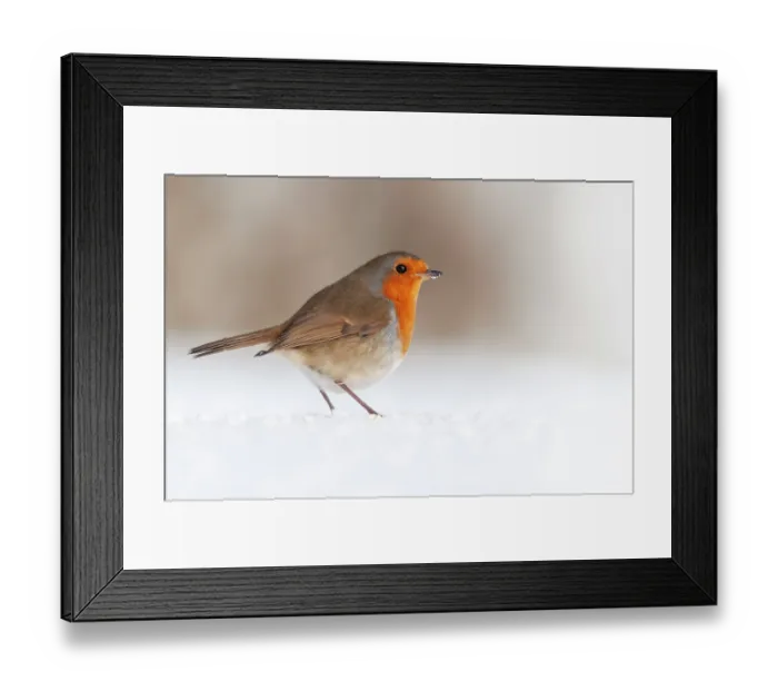 Framed Print : Robin (Erithacus rubecula) standing in snow, Bradworthy, Devon, UK, December