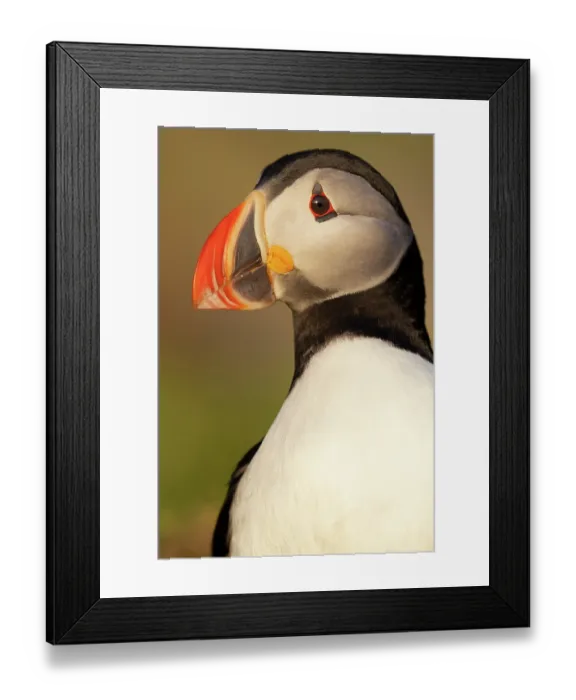 Framed Print : RF - Atlantic puffin (Fratercula arctica) portrait, Hornoya bird cliff Island, Vardoe, Varanger Peninsula, Finnmark, Norway. June Framed Print : RF - Atlantic puffin (Fratercula arctica) portrait, Hornoya bird cliff Island, Vardoe, Varanger Peninsula, Finnmark, Norway. June