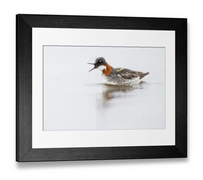 Framed Print : RF - Red-necked phalarope (Phalaropus lobatus) on water, calling, Varanger Peninsula, Finnmark, Norway. June