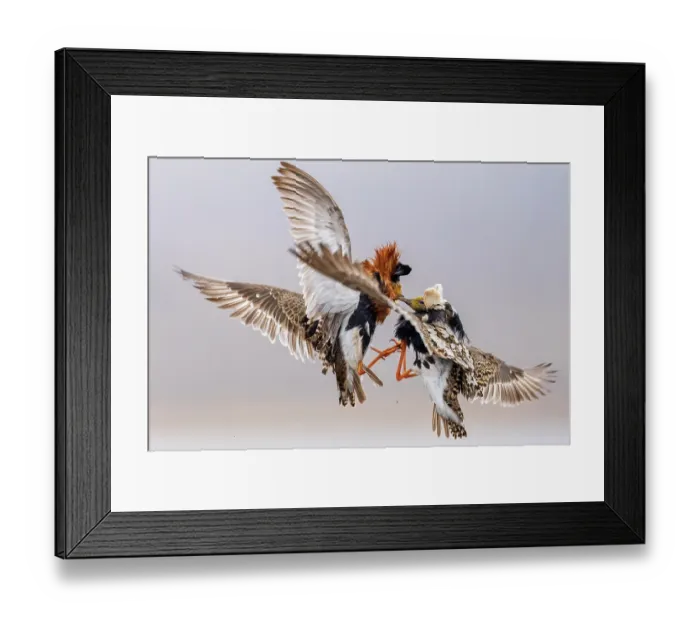 Framed Print : RF - Two Ruffs (Philomachus pugnax) male, fighting at lek site, Varanger Peninsula, Finnmark, Norway. June. (This image may be licensed either as rights managed or royalty free.) Framed Print : RF - Two Ruffs (Philomachus pugnax) male, fighting at lek site, Varanger Peninsula, Finnmark, Norway. June. (This image may be licensed either as rights managed or royalty free.)
