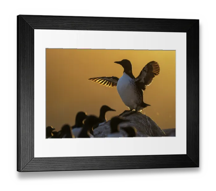 Framed Print : RF - Atlantic guillemot (Uria aalge) standing on rock spreading its wings at sunset, with colony behind, Hornoya bird cliff Island, Vardoe, Varanger Peninsula, Finnmark, Norway Framed Print : RF - Atlantic guillemot (Uria aalge) standing on rock spreading its wings at sunset, with colony behind, Hornoya bird cliff Island, Vardoe, Varanger Peninsula, Finnmark, Norway