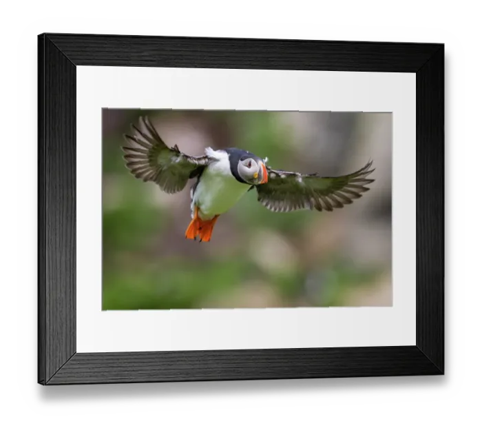 Framed Print : RF - Atlantic puffin (Fratercula arctica) in flight, Hornoya bird cliff Island, Vardoe, Varanger Peninsula, Finnmark, Norway. June Framed Print : RF - Atlantic puffin (Fratercula arctica) in flight, Hornoya bird cliff Island, Vardoe, Varanger Peninsula, Finnmark, Norway. June