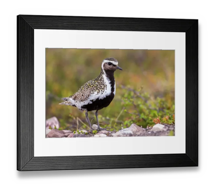 Framed Print : RF - European golden plover (Pluvialis apricaria) portrait, Varanger Peninsula, Finnmark, Norway. June. (This image may be licensed either as rights managed or royalty free.) Framed Print : RF - European golden plover (Pluvialis apricaria) portrait, Varanger Peninsula, Finnmark, Norway. June. (This image may be licensed either as rights managed or royalty free.)