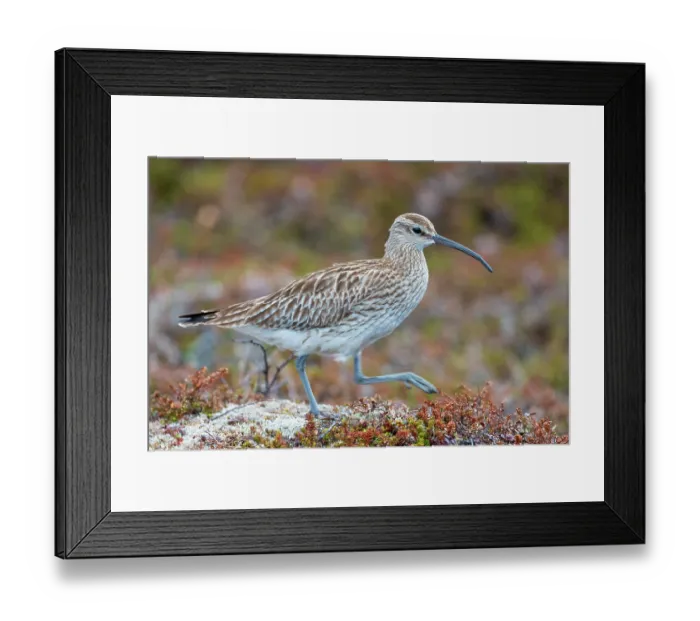 Framed Print : RF - Whimbrel (Numenius phaeopus) portrait, Varanger Peninsula, Finnmark, Norway. June. (This image may be licensed either as rights managed or royalty free.) Framed Print : RF - Whimbrel (Numenius phaeopus) portrait, Varanger Peninsula, Finnmark, Norway. June. (This image may be licensed either as rights managed or royalty free.)