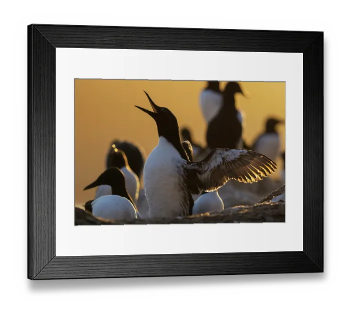 Framed Print : Atlantic guillemot (Uria aalge) calling and flapping wings at sunset with colony in background, Hornoya bird cliff island, Varanger Peninsula, Finnmark, Norway. June Framed Print : Atlantic guillemot (Uria aalge) calling and flapping wings at sunset with colony in background, Hornoya bird cliff island, Varanger Peninsula, Finnmark, Norway. June