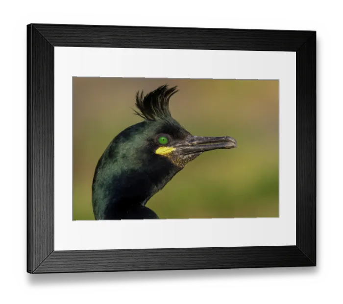 Framed Print : Shag (Phalacrocorax aristotelis) head portrait, Hornoya bird cliff island, Varanger Peninsula, Finnmark, Norway. June Framed Print : Shag (Phalacrocorax aristotelis) head portrait, Hornoya bird cliff island, Varanger Peninsula, Finnmark, Norway. June